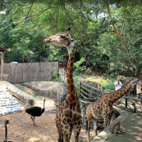 카오키여우 오픈주 & 선상 카페 반일 단독 투어