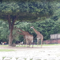 파타야 카오키여우 오픈주 반일 단독 투어