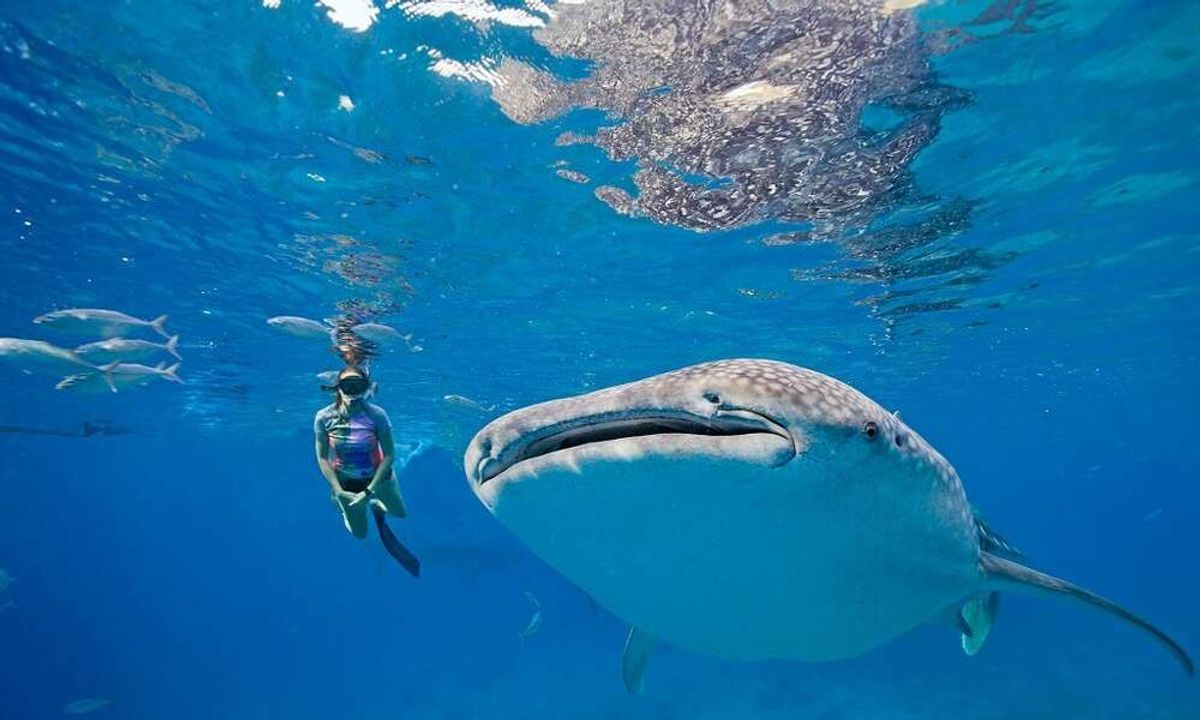 [세부] 오슬롭 고래상어 & 모알보알 호핑 단독 투어